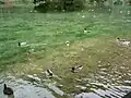 Ducks at Vrelo Bosne
