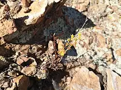 Flowering in habitat