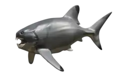 Dunkleosteus terrelli, a Devonian placoderm, perhaps the world's first vertebrate superpredator