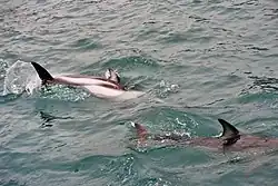 Two dolphins at the water surface