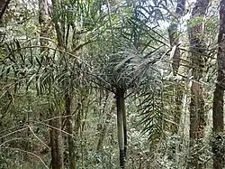 Dypsis rivularis
