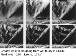 Greasy wool fibers going from wet to dry in ESEM, at room temperature. Field width 270 μm, BSE, 10 kV.