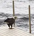 Keep an eye out for one of the many local eagles.