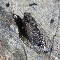 Eastern Subnival Cicada (Maoricicada nigra frigida) sunning on rock near the Remarkables Ski Area, Otago.