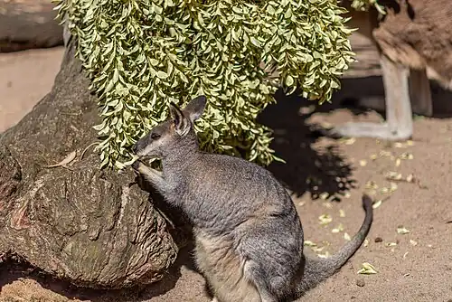Western brush wallaby at the zoo
