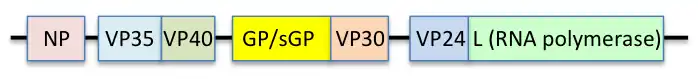 Genomic structure of Ebola virus, mostly after GenBank KJ660346.2