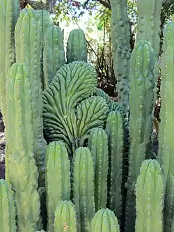 Trichocereus pachanoi with crested growth
