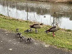 Egyptian Geese and their goslings taking a stroll at Elzenhagensingel, Amsterdam Noord