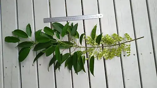 Flowering branch