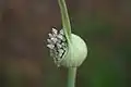 Spathe unfurling to reveal buds
