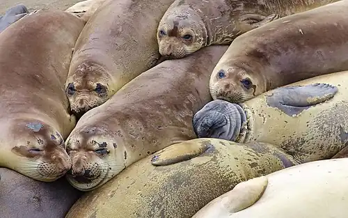 Elephant seals