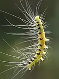 Larva hanging on silk from Ailanthus triphysa