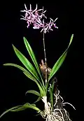 Encyclia adenocaula plant