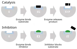 cartoon depiction of an enzyme binding substrate to its active site and releasing product (top), and an inhibitor binding to the active site, thus preventing substrate binding