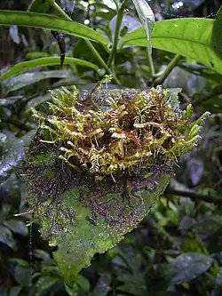 Close-up of a leafy epiphyllous plant growing in the national park