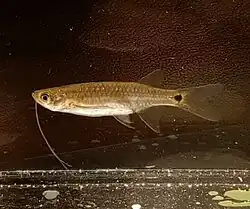 Esomus caudiocellatus