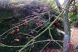 Branch showing fruit remaining after leaf fall
