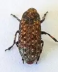 Euparius subtesselatus, Arizona