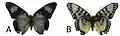 E. c. tai female dorsal (a); ventral (b)