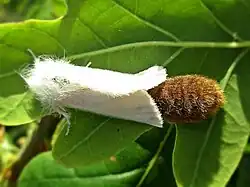 Oviposition of hair-covered egg mass containing 200-400 eggs