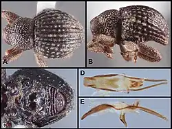 Various views of a specimen of Eurhoptus aenigmaticus
