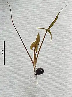 Euryale ferox seedling (herbarium specimen)