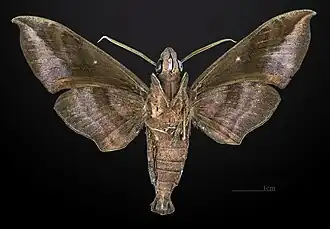 Male underside