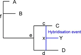 Example of a phylogenetic network