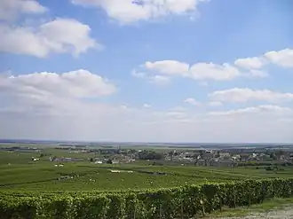 A general view of Avize and its vineyards