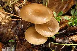 Three copper-colored mushrooms seen from above. They are all different size and form a tight clump, with their caps overlapping. Said caps are glistening with humidity, and have a depressed center and a lightly striated margin.