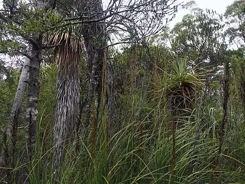 Cutting grass of Southern Tasmania (Photography by Jainee Bhalodi-UTAS)