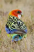 The eastern rosella may be easily recognised by its distinctive back plumage.