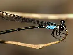 Female