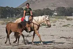 Training a young horse alongside an older, more experienced one