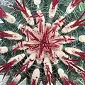 Ferocactus pilosus (detail of growing point)