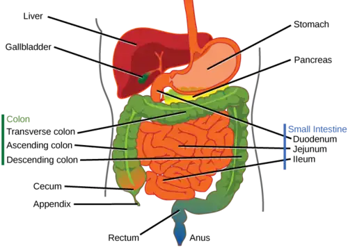 Labeled abdominal anatomy including segments of large and small bowel.