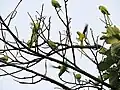 Flock of parrots, Parrot bird sanctuary, Chandigarh, India