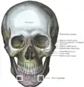 The skull from the front.