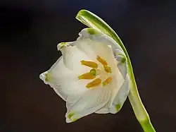Close-up of flower, photographed in a garden in Bamberg, Germany
