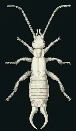 Earwig