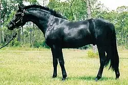 A black horse, standing up