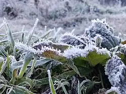 Frost on grass in Ranu Pani, East Java, Indonesia