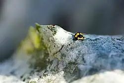 Fungus-eating ladybird eating powdery mildew on zucchini leaf