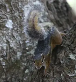 Brown squirrel