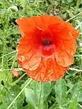 Poppy, Papaver rhoeas, on ramp meadow