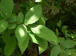 Leaves of Ulmus alata