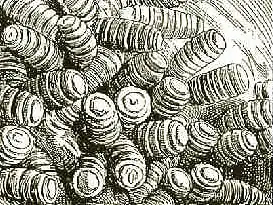Drawing of G. intestinalis larvae in a horse's stomach