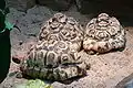 Three adult leopard tortoises