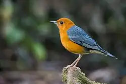 Geokichla citrina, orange-headed thrush - Khao Yai National Park, Thailand