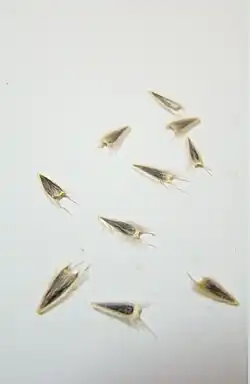 Seeds